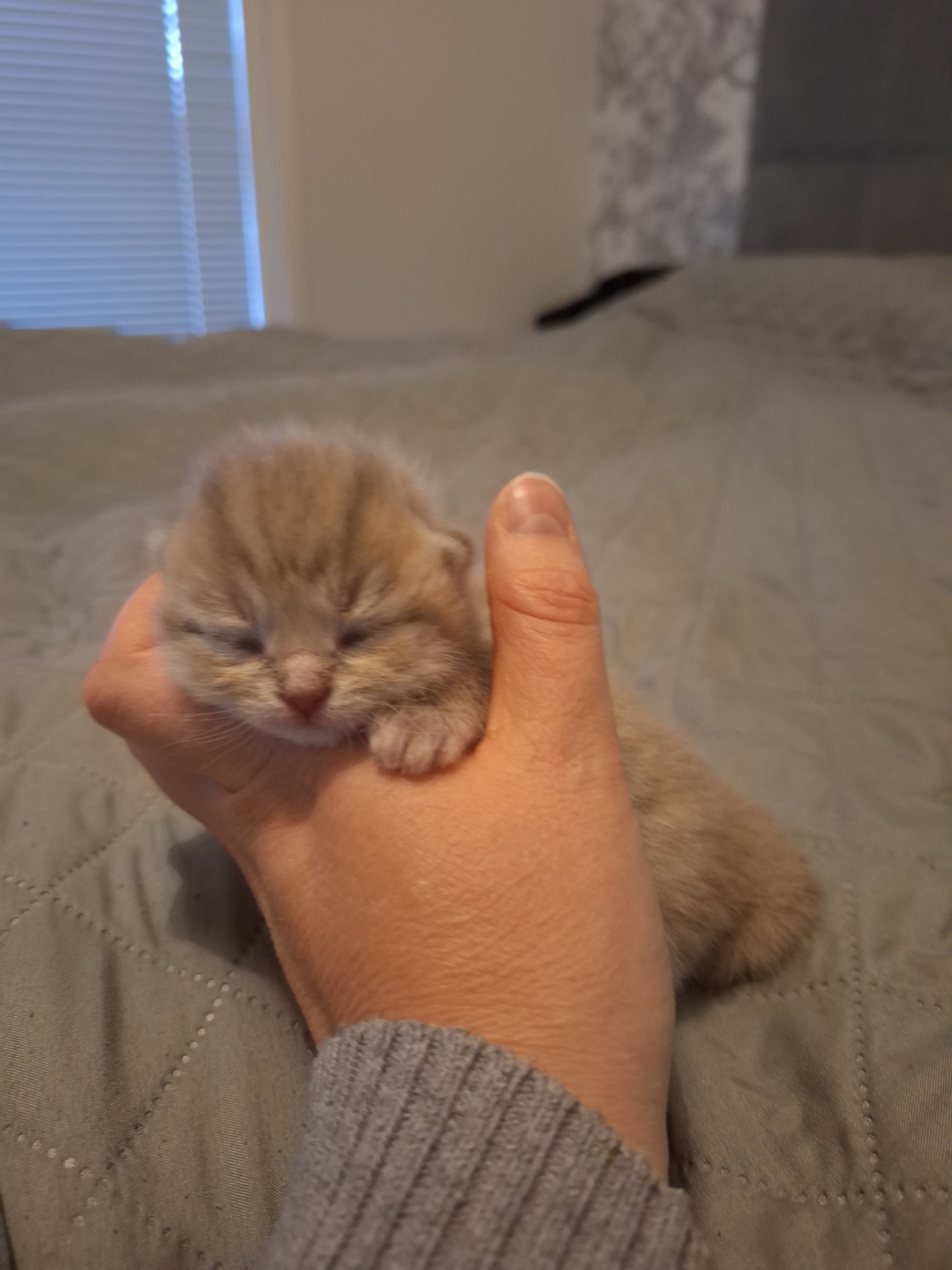 Lilatabby poika 1 vk